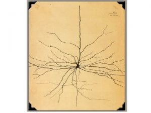 neurona-de-cajal